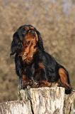 CAVALIER KING CHARLES 382